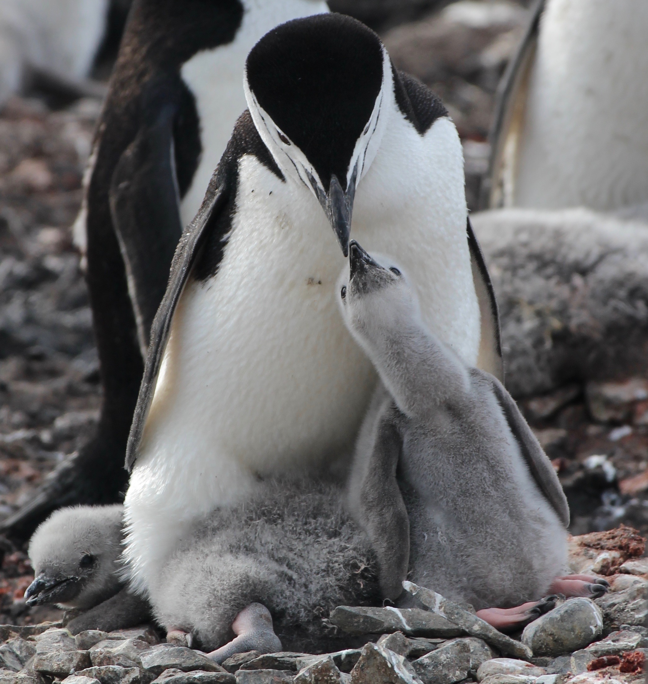 Penguin Particulars: A Photo Essay