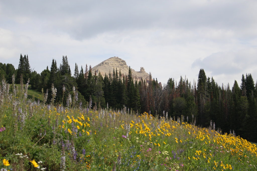 Beartooth Butte with wildflowers blooming