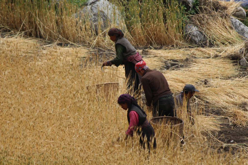 Families farming in the Tsum Valley